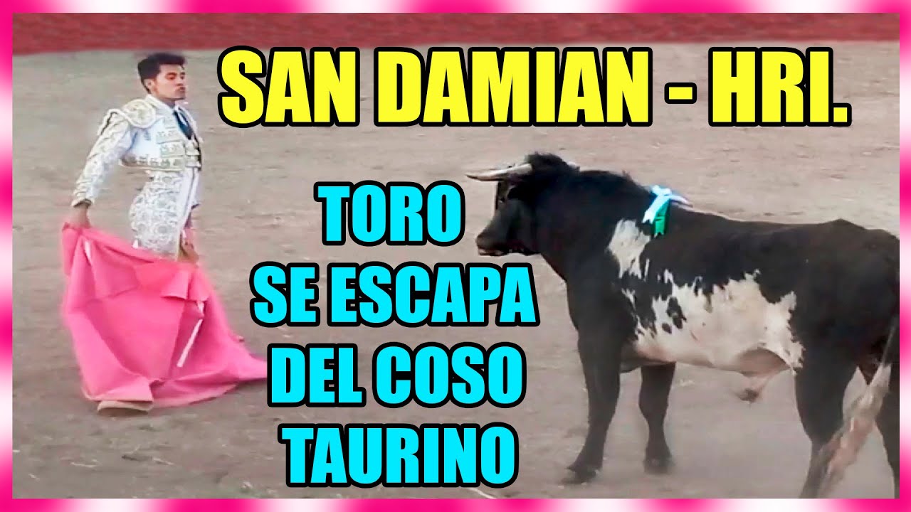 TORO SE ESCAPA DEL COSO TAURINO - FIESTA PATRONAL EN SAN DAMIAN. 👍