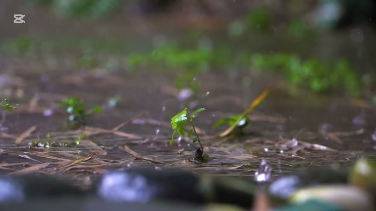 Calming rain in forest ASMR 1hr 