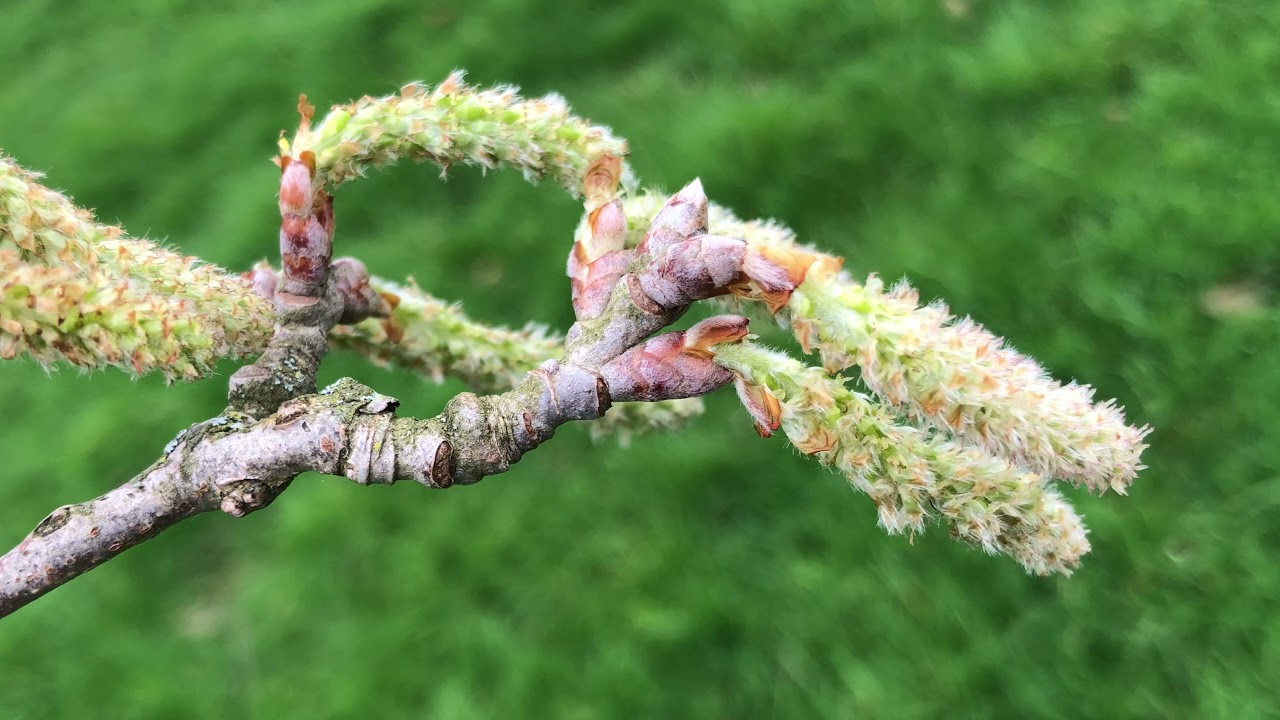 White Poplar - twig, buds & female flowers / catkins close up - March 2021