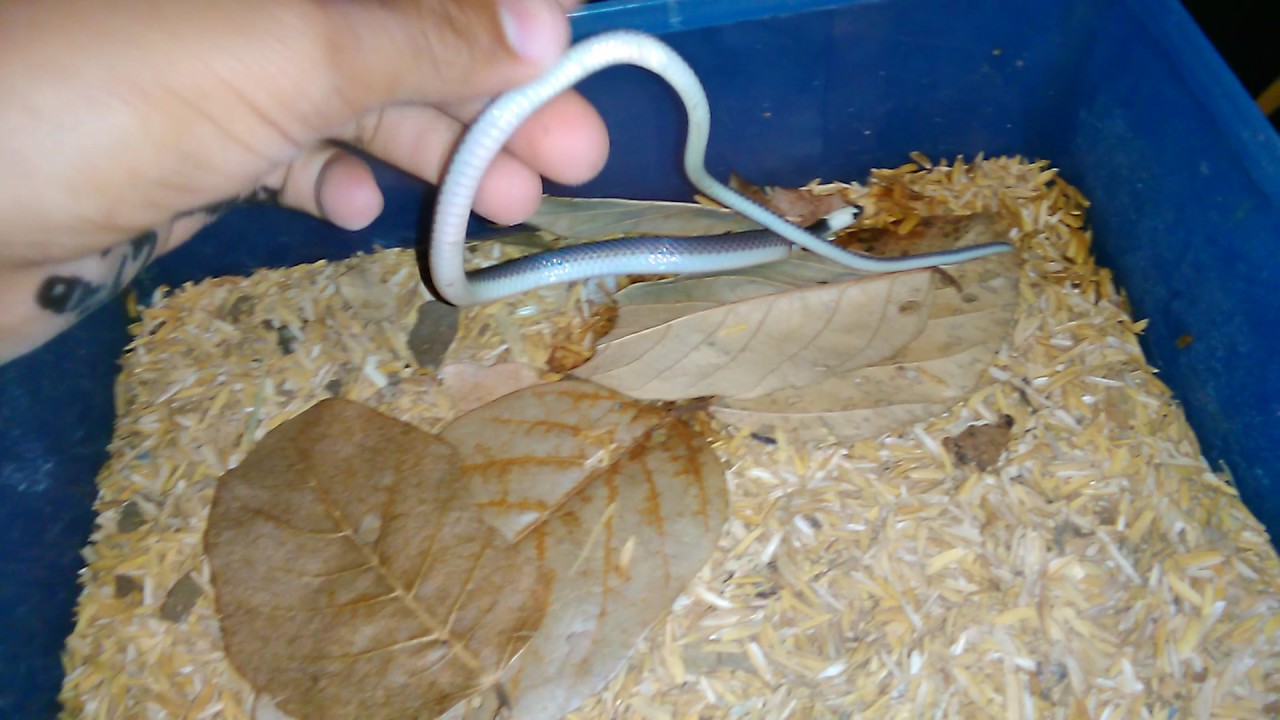 Mi reptil room / reptil room tour