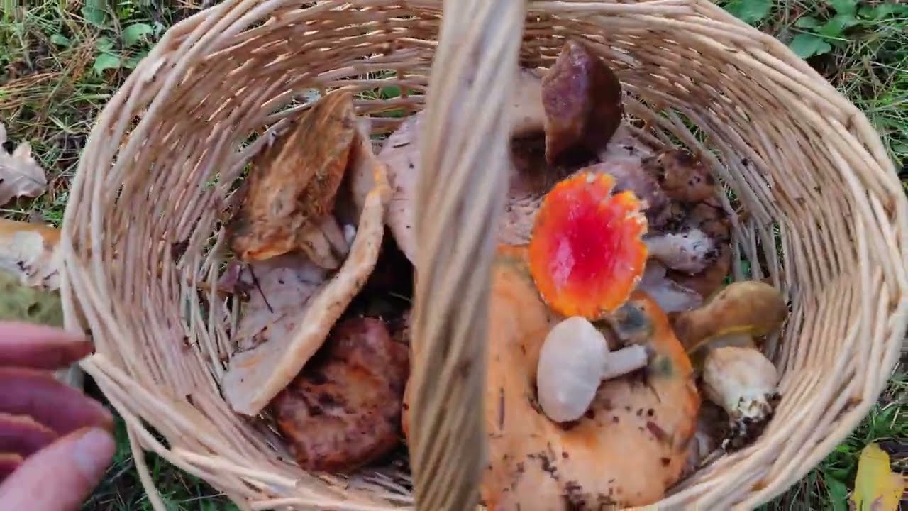 Setas de interés encontradas en la salida al campo en Segovia (otoño 2022)