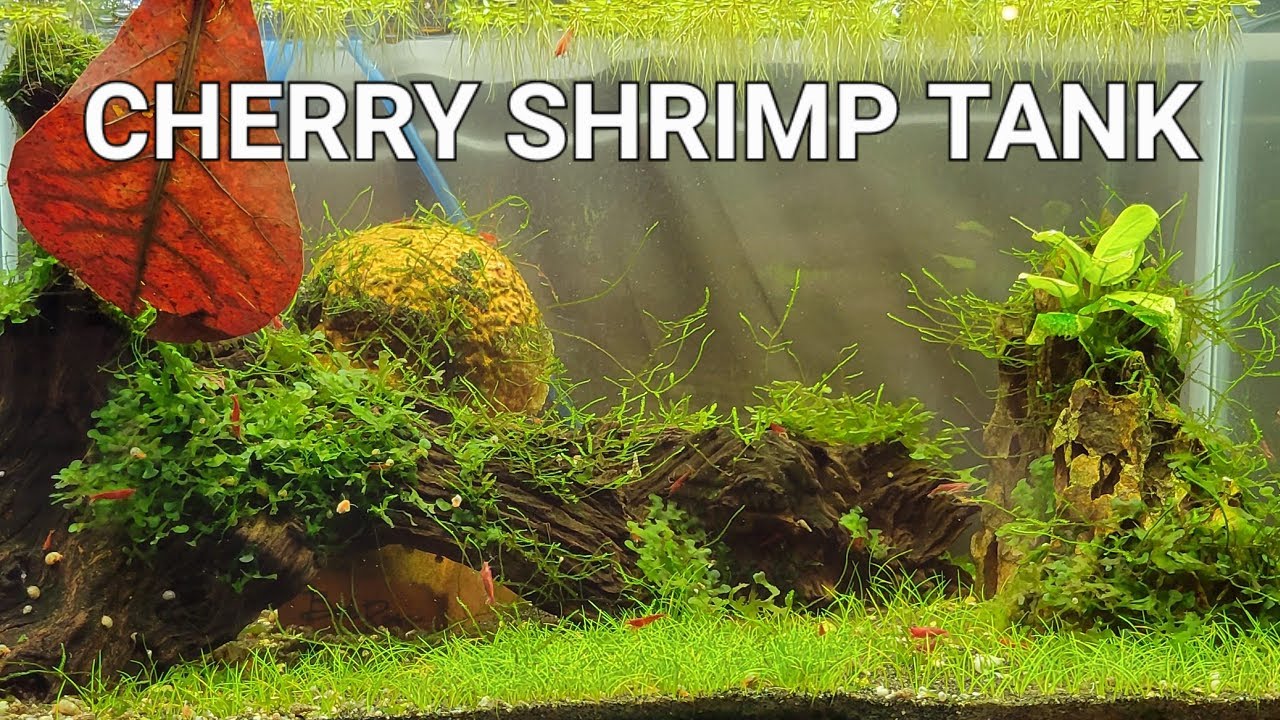 How to Set Up a Shrimp Tank - Basic Cherry Shrimp Tank Setup