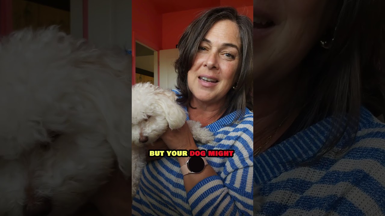 Managing Side Effects of Palladia  #dogcancer #doghealth