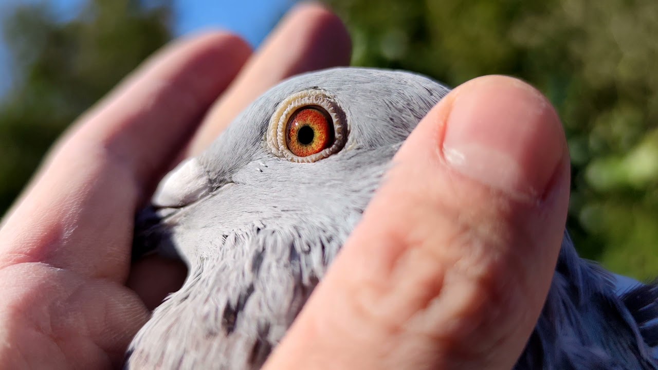 Dirk Van Den Bulck x Porsche 911 x Greipel Pigeons Family