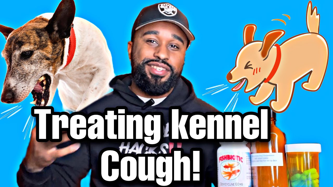 Лечение питомникового кашля! Дома 🏠