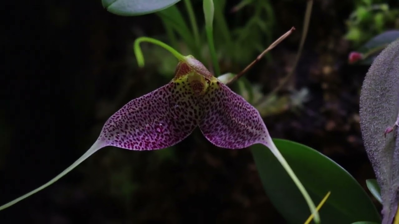 New Years 2025 plans and updates on the Orchidarium   January 1, 2025