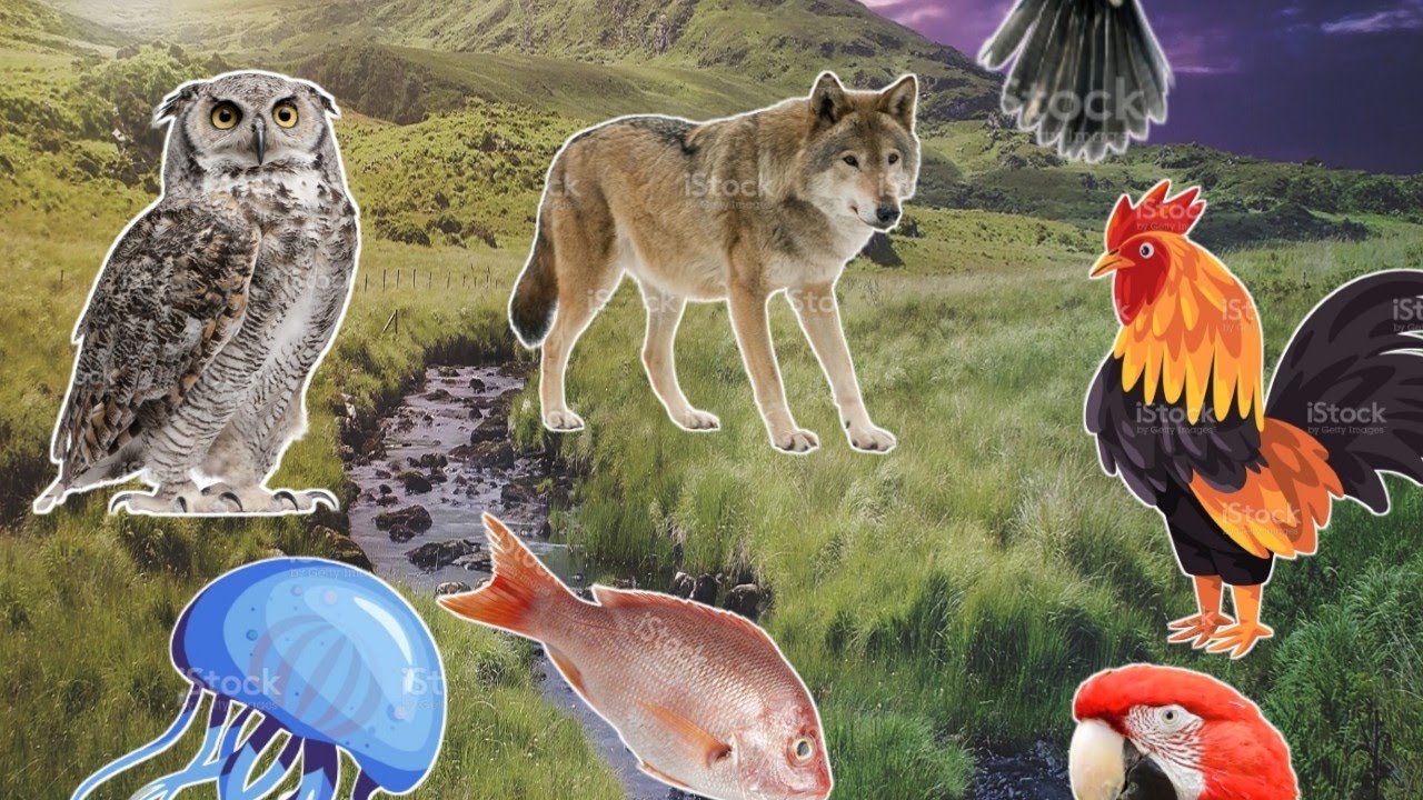 animal sounds, there are birds, chickens, fish, wolves, jellyfish, owls