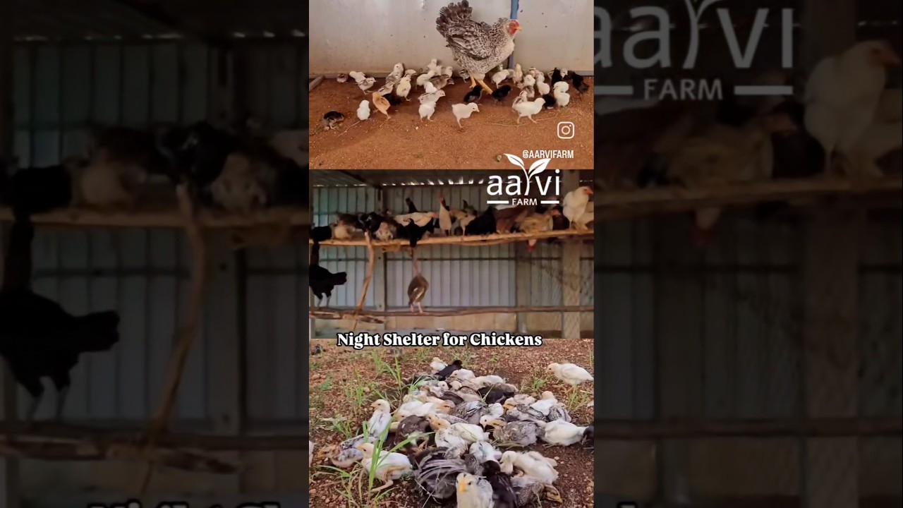 Natu Kollu Natural Farming #Natukodi #Chicks #Eggs #chickenfarming #birds #telugu #hyderabad #farm