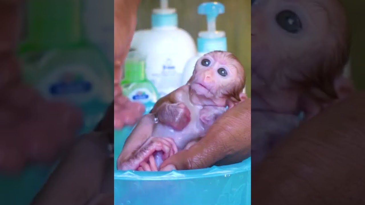 lovely animal #animals cut# cute  #babyanimal #babymonkey #  #funny  #babyprimate