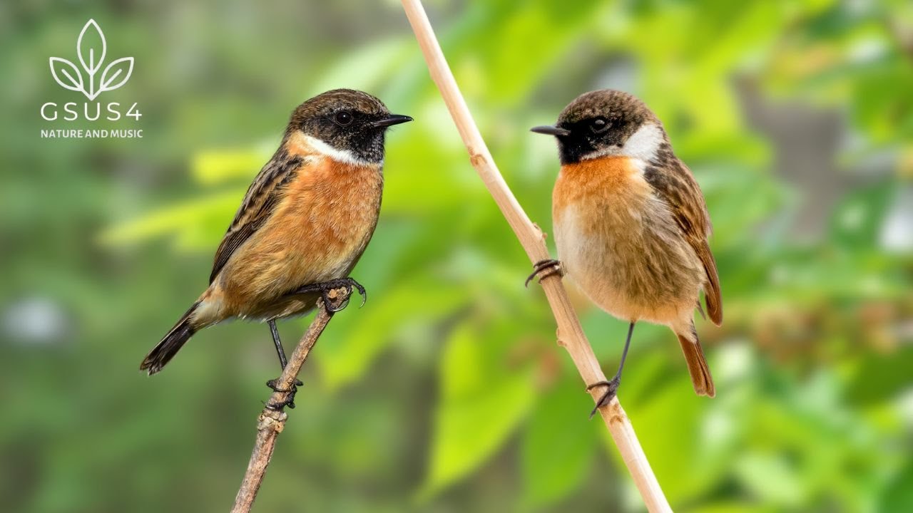 Birds Singing | Nature Sounds For Deep Sleep, Study, Meditation Gentle Forest Sounds for Long Sleep