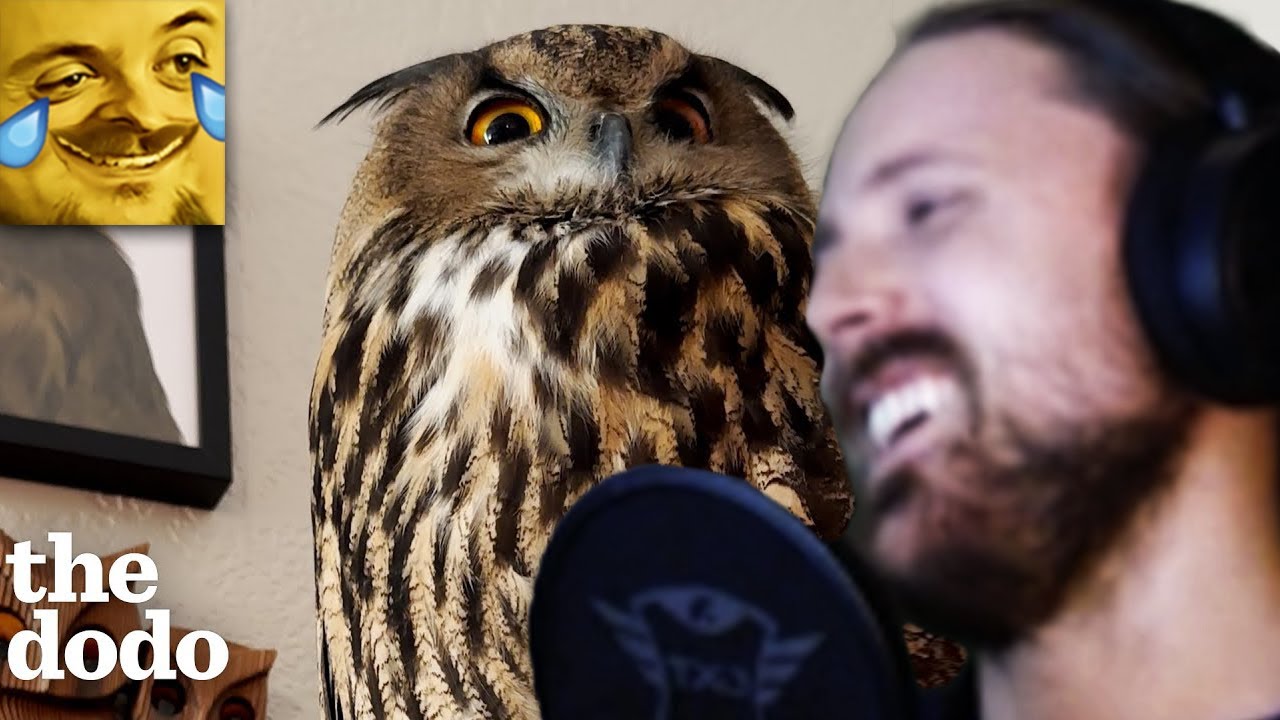 Forsen Reacts to Baby Owl Goes Everywhere With Her Family | The Dodo