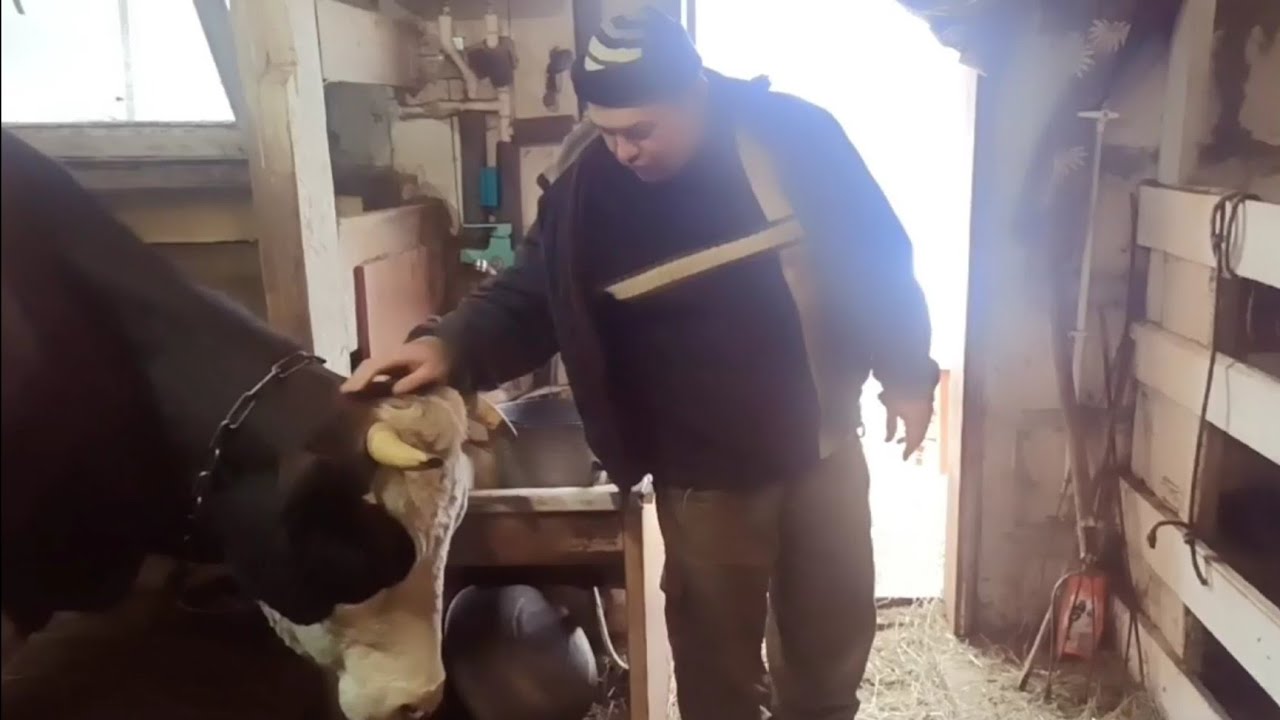 КОРОВА УБИЙЦА/ ЛИБО МЫ ЕЁ ЛИБО ОНА НАС😱