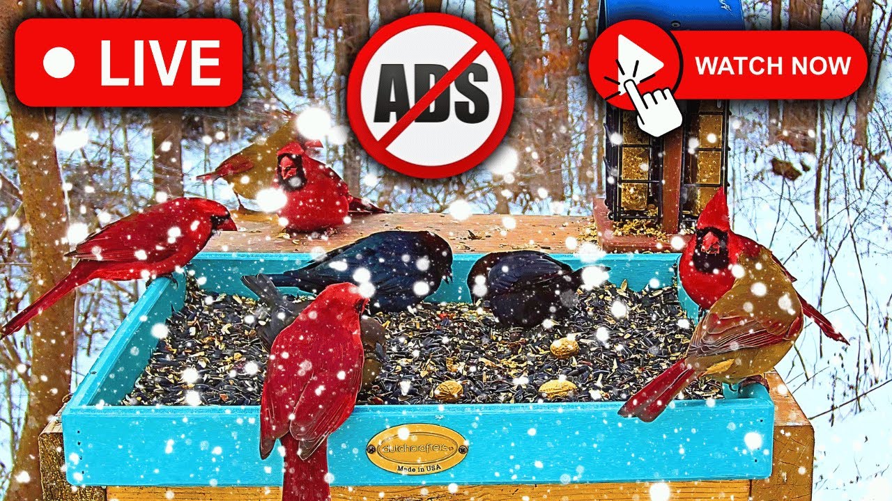 🔴 LIVE 4K Bird Feeder Cam | ❄️SNOWING in Nashville - Watch Now!📺