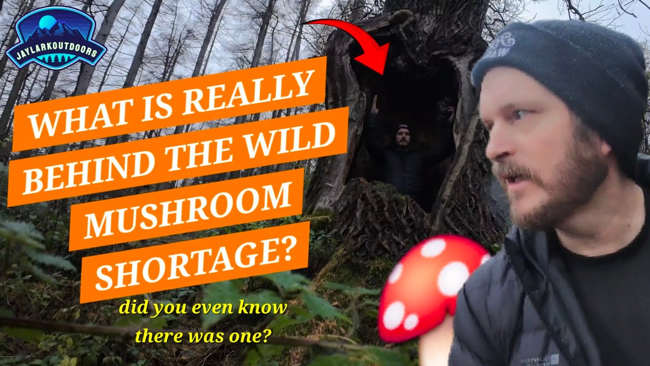 What I Learned From My Mushroom Foraging Hike Mishap