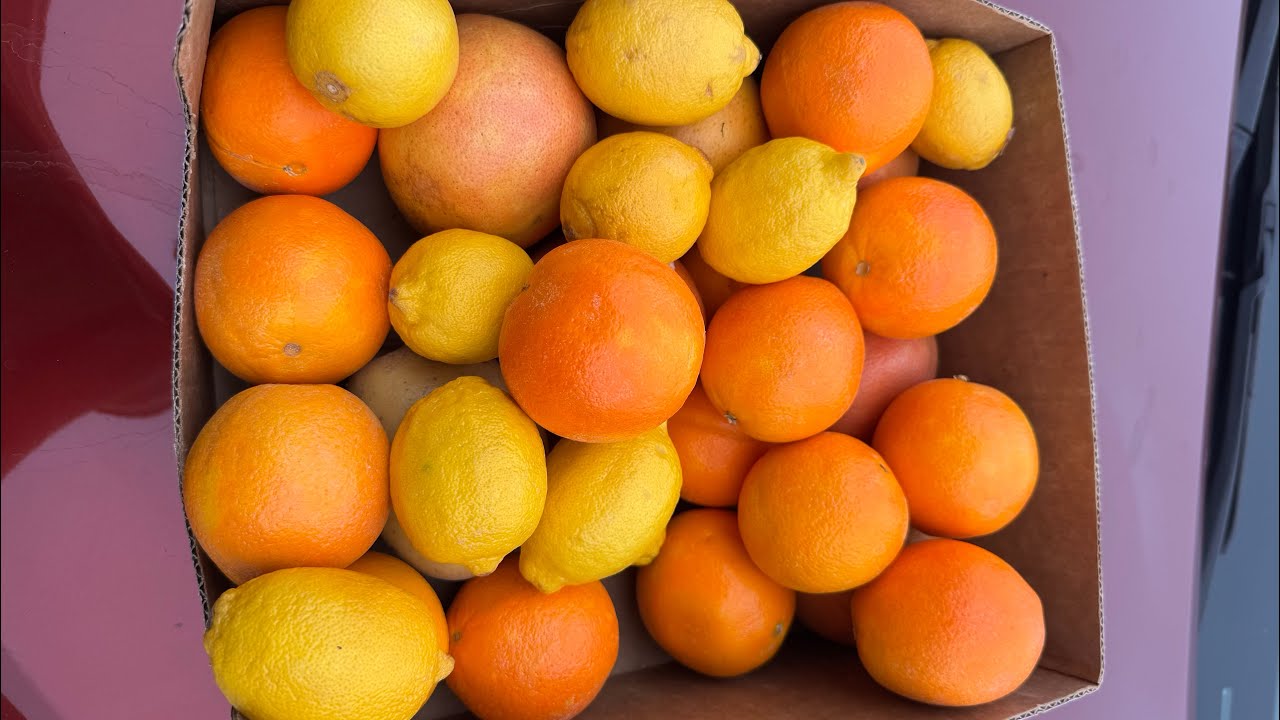 DUMPSTER DIVING/ FRESH FRUITS￼ AND SNACKS #dumpsterdiving #mabethslotsvlog 