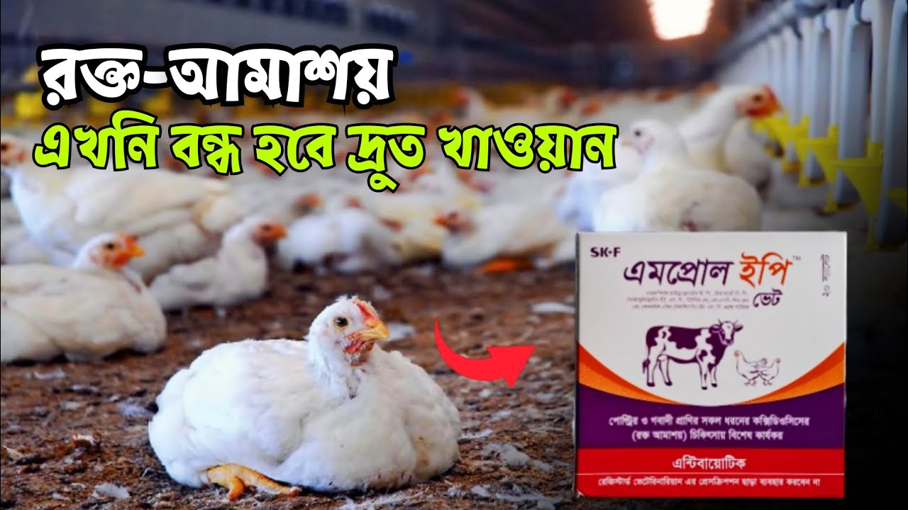 ব্রয়লারের আমাশয় কিংবা রক্ত আমাশয় বন্ধ হবে মাত্র ২৪ ঘন্টার মধ্যে | Amprol Ep | Cocciodiosis