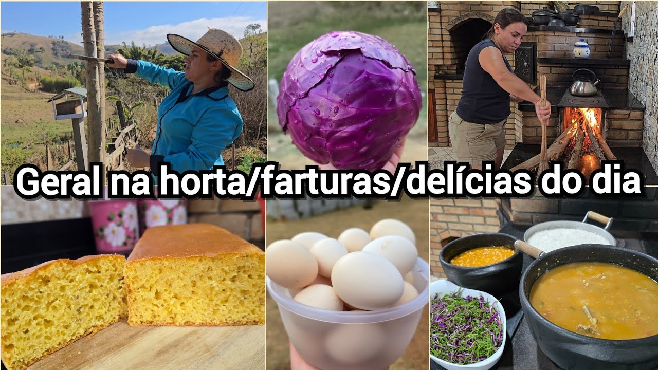 PODA DOS MAMOEIROS E+/PÃO DE MILHO SEM SOVAR+QUIRERA COM COSTELINHA DE PORCO+COLHEITAS DO DIA