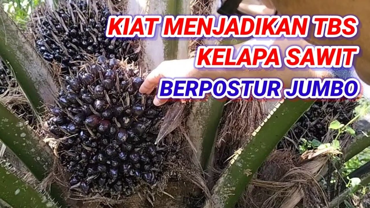 KIAT SUKSES KELAPA SAWIT BERBUAH LEBAT DAN BERAT