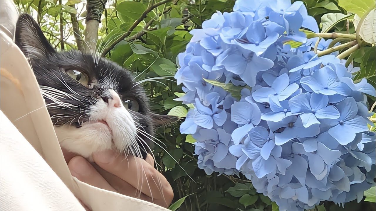 もんたと紫陽花園に行きました