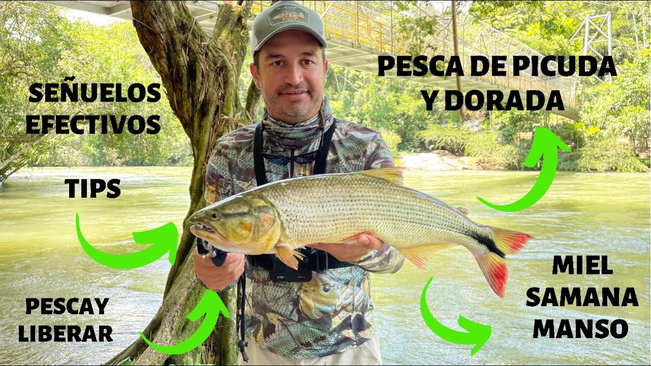 Pesca de Picuda , Dorada y jetudo en en los ríos la Miel , Samaná y Manso