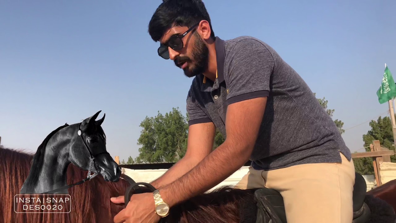 سلسة اساسيات ركوب الخيل 1 - طريقة الركوب والنزول والتحكم - النصري الجزء الاول