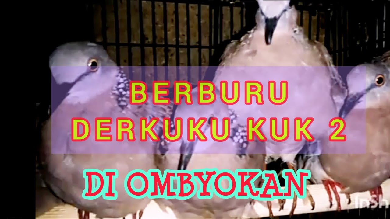 PENCARIAN DERKUKU KUK DUA DI OMBYOKAN