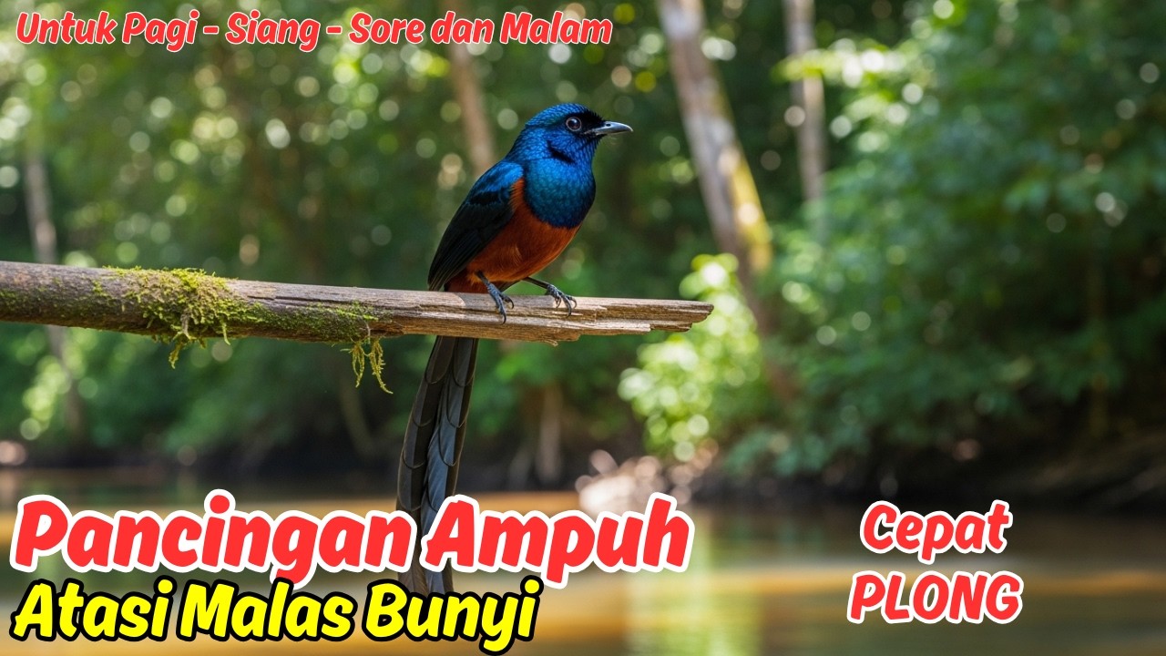 Masteran atau Pancingan Murai Batu Harian Anti Malas Bunyi, Auto Ngegas