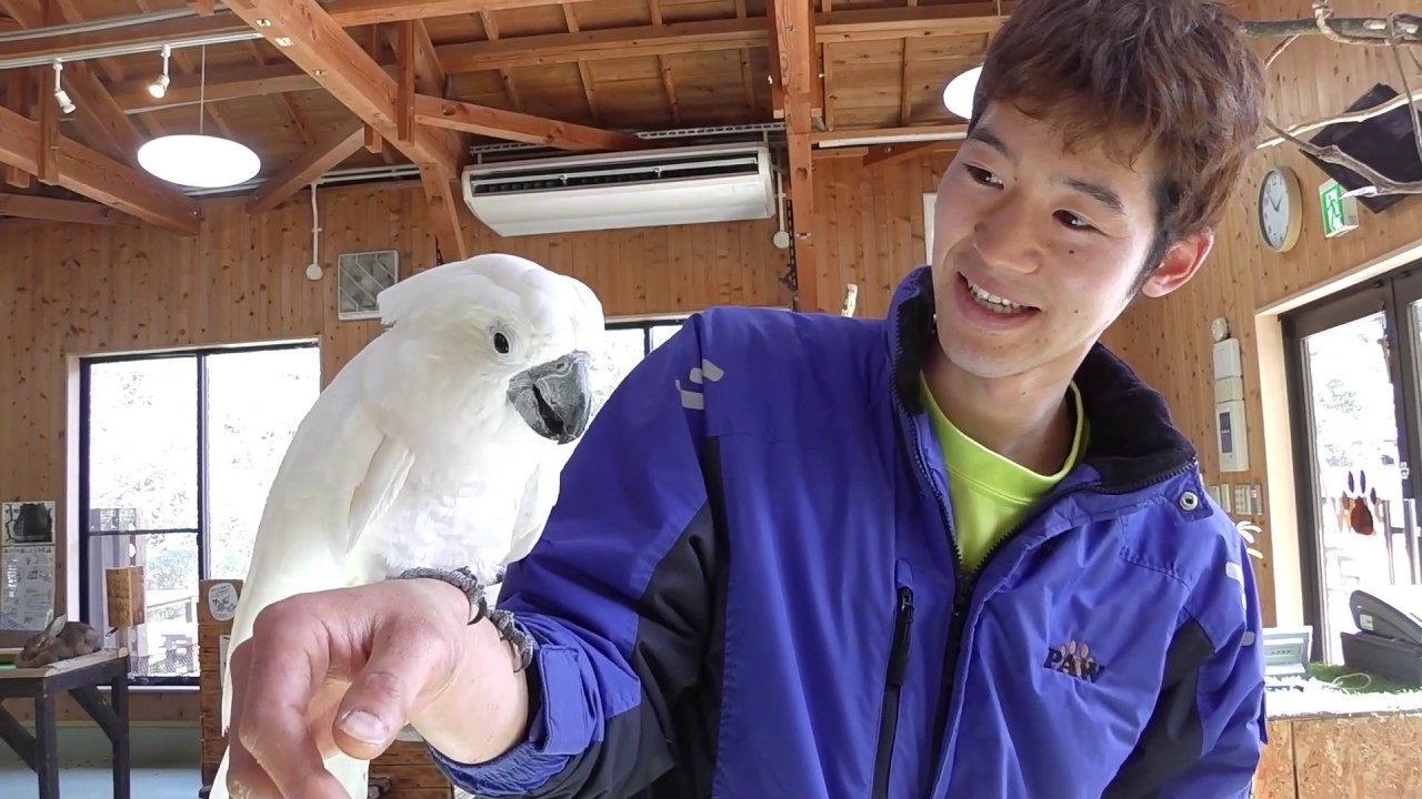タイハクオウムはからくり箱をあけられる？Can cockatoo open the box?