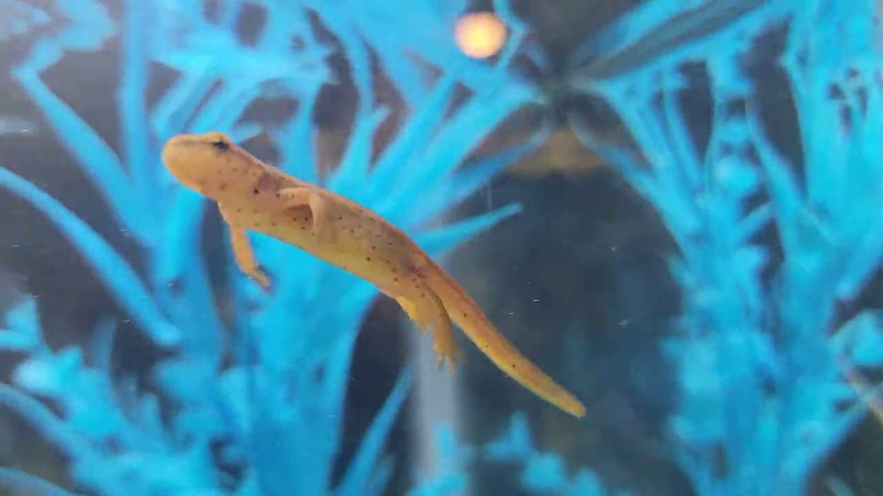 how to care for the eastern newt