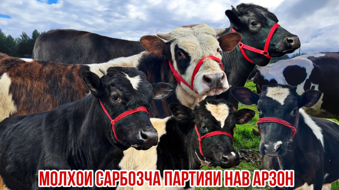 Сарбозча молхои бо сифат арзон успет кунед 27 февраля 2026 г.