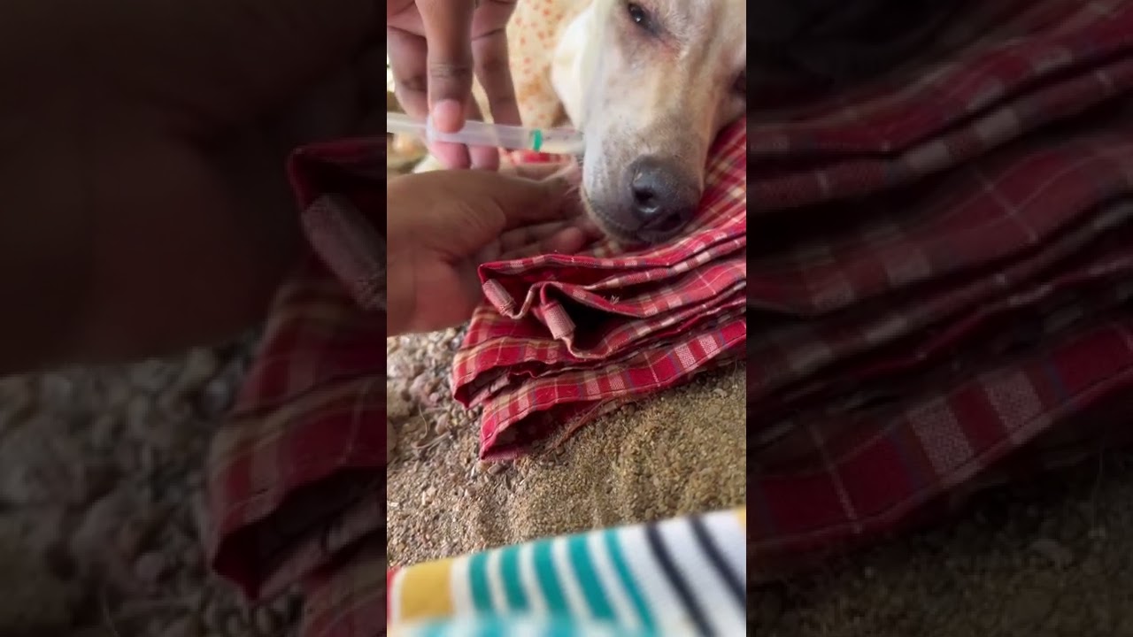 Giving medicine to my paralysed dog