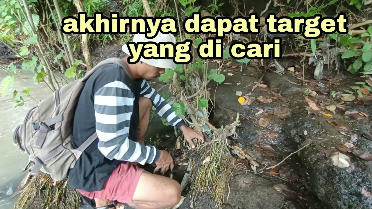 Berburu tanaman liar untuk bonsai