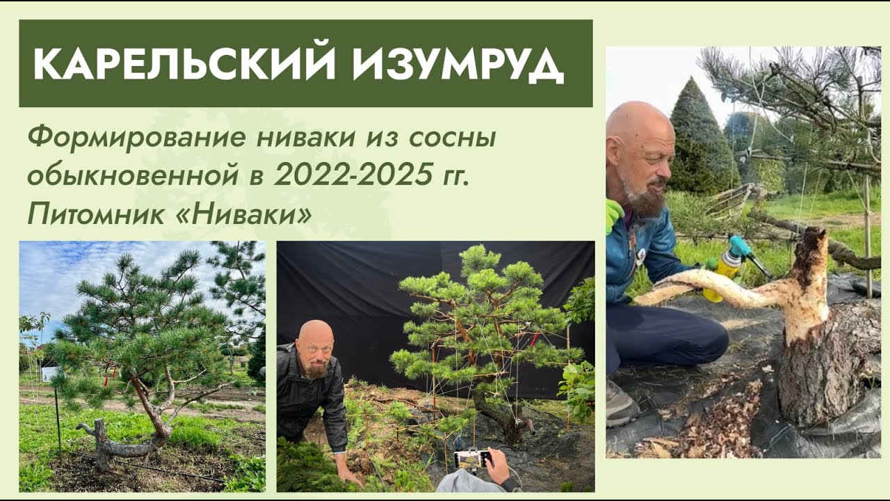 Ниваки из сосны обыкновенной &laquo;КАРЕЛЬСКИЙ ИЗУМРУД&raquo;