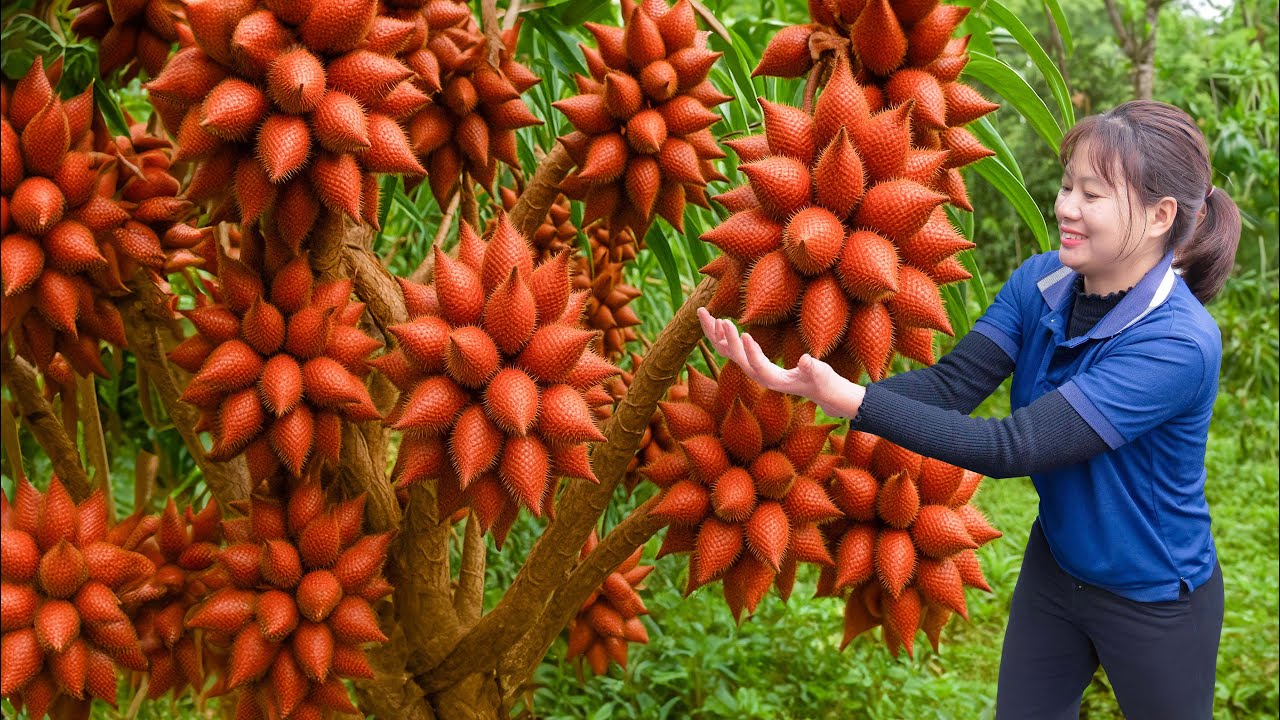Harvesting Convex Cone Fruit & Stewed with python bones - How to create convex-shaped fruits