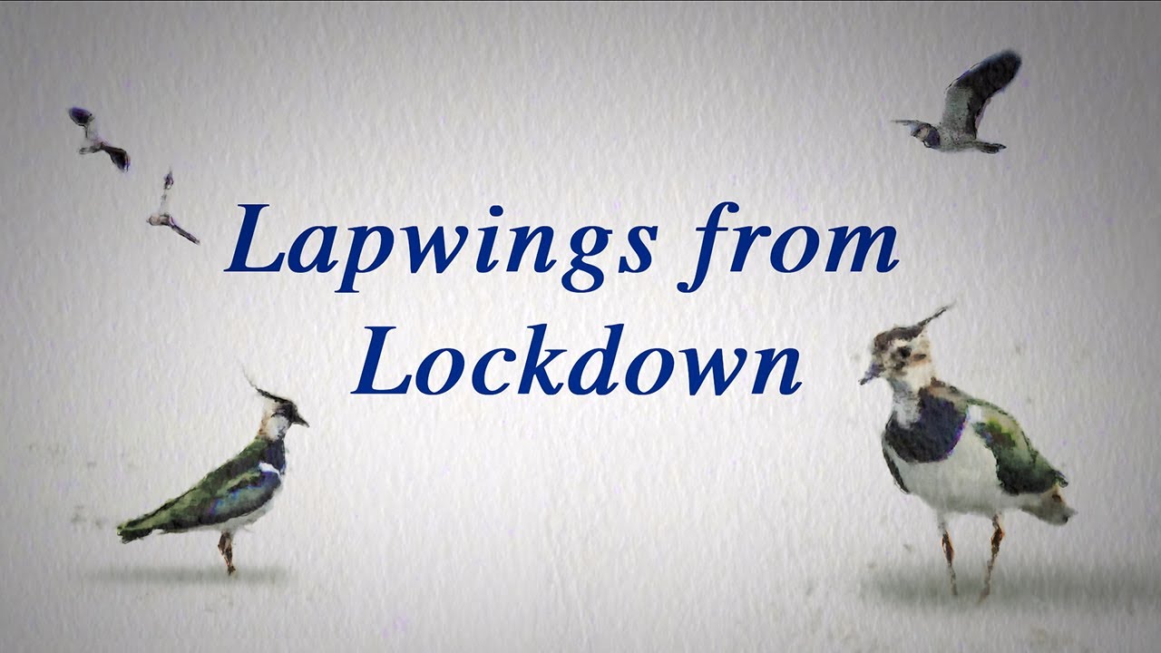 Lapwings from Lockdown