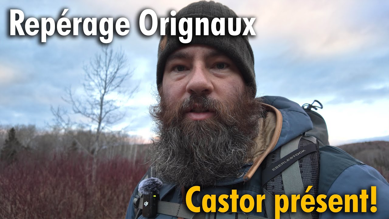Sur les traces de l’orignal… jusqu’à un castor curieux!