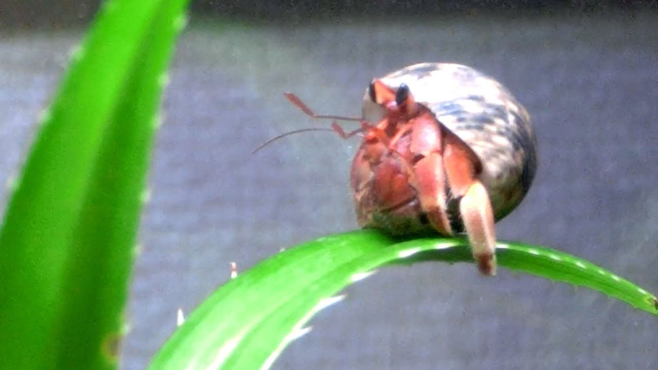 オカヤドカリ水槽立ち上げ【part2】生体導入 ヤドカリ飼育