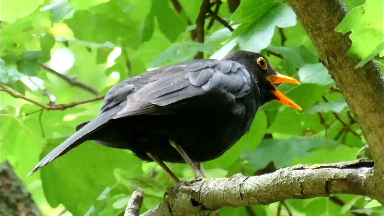 Blackbird Singing 🌞 The Beautiful Sound of Bird Song in Spring ▶️4K
