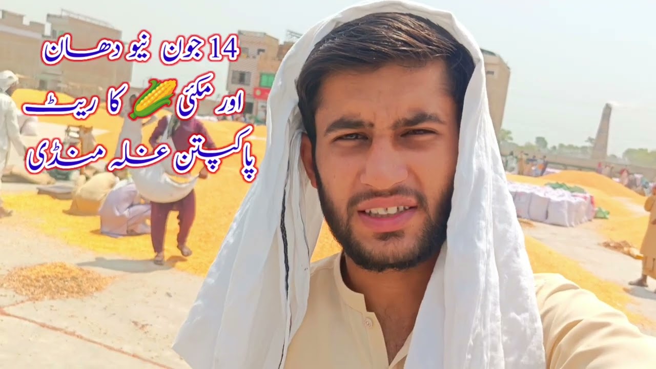 Maize 🌽price today | Corn Rate today | Rice price today | Galla Mandi ka rate | Farmers interview 