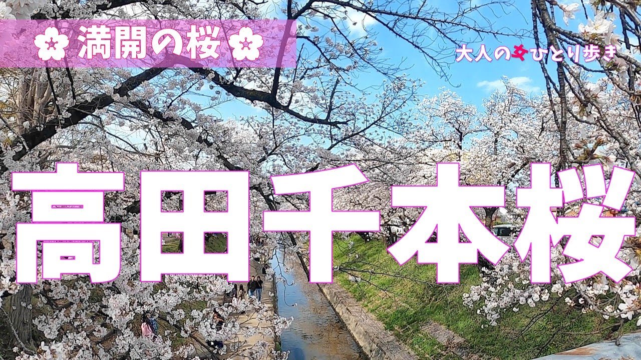 奈良：高田千本桜を愛でながら歩いてみました  ‐strolled along the Takada riverbank in full blossoms, Nara