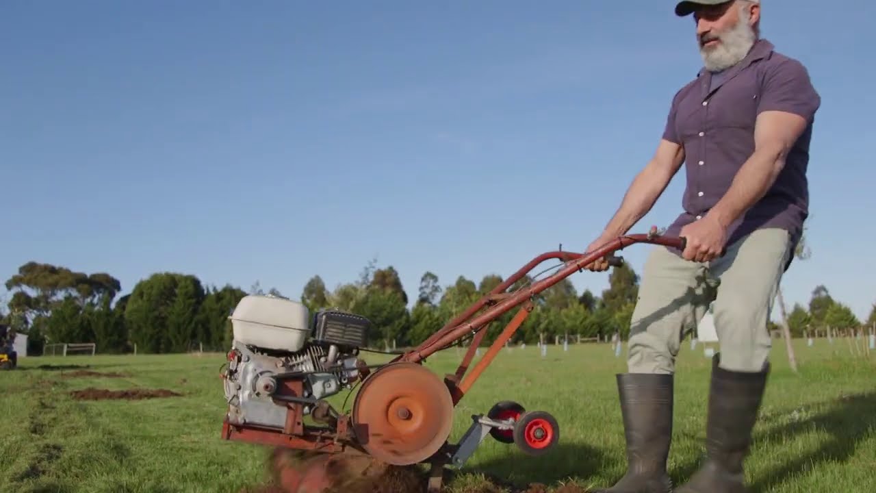 Planting olive trees in my orchard