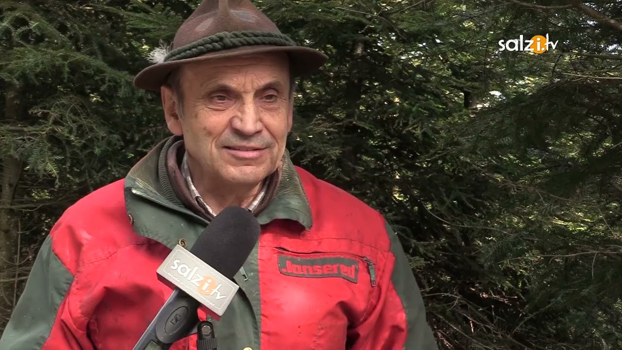 Waldschule Almtal - Der Wolf im Wald - Wie kommt das Holz aus dem Wald
