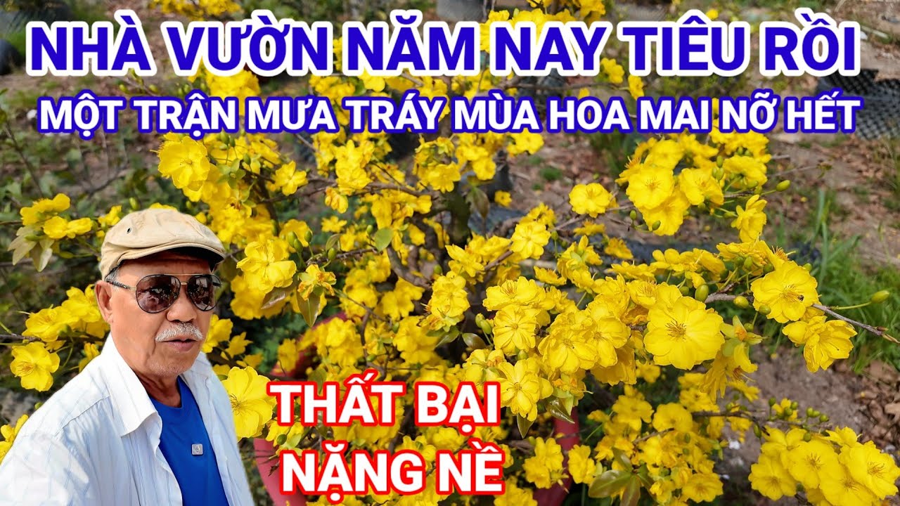 THÔI TIÊU RỒI, MỘT CƠN BẤT CHỢT 24 THÁNG CHẠP NHÀ VƯỜN THẤT BẠI NẶNG NỀ HOA MAI NỠ HẾT TẾT 