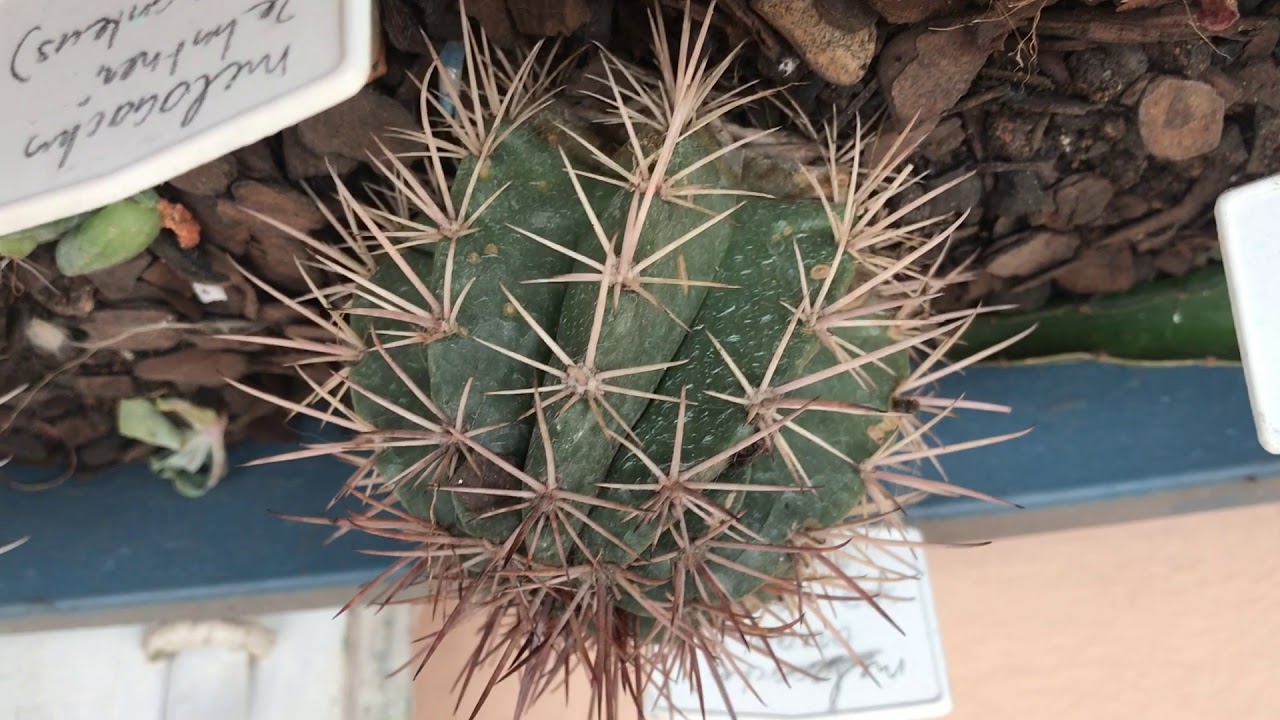 Minha coleção de Melocactus identificados