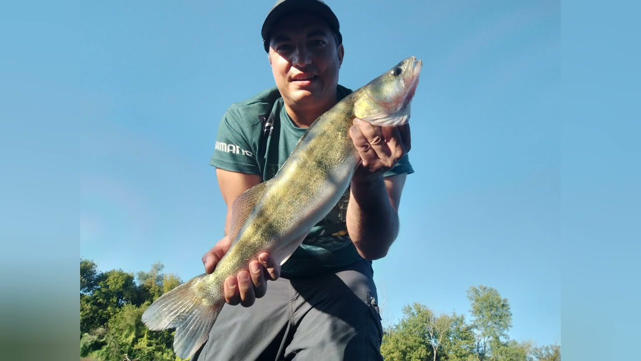 La pescuit pe râul Mureș! Am prins un SALAU frumos si CLENI de peste 40 cm!