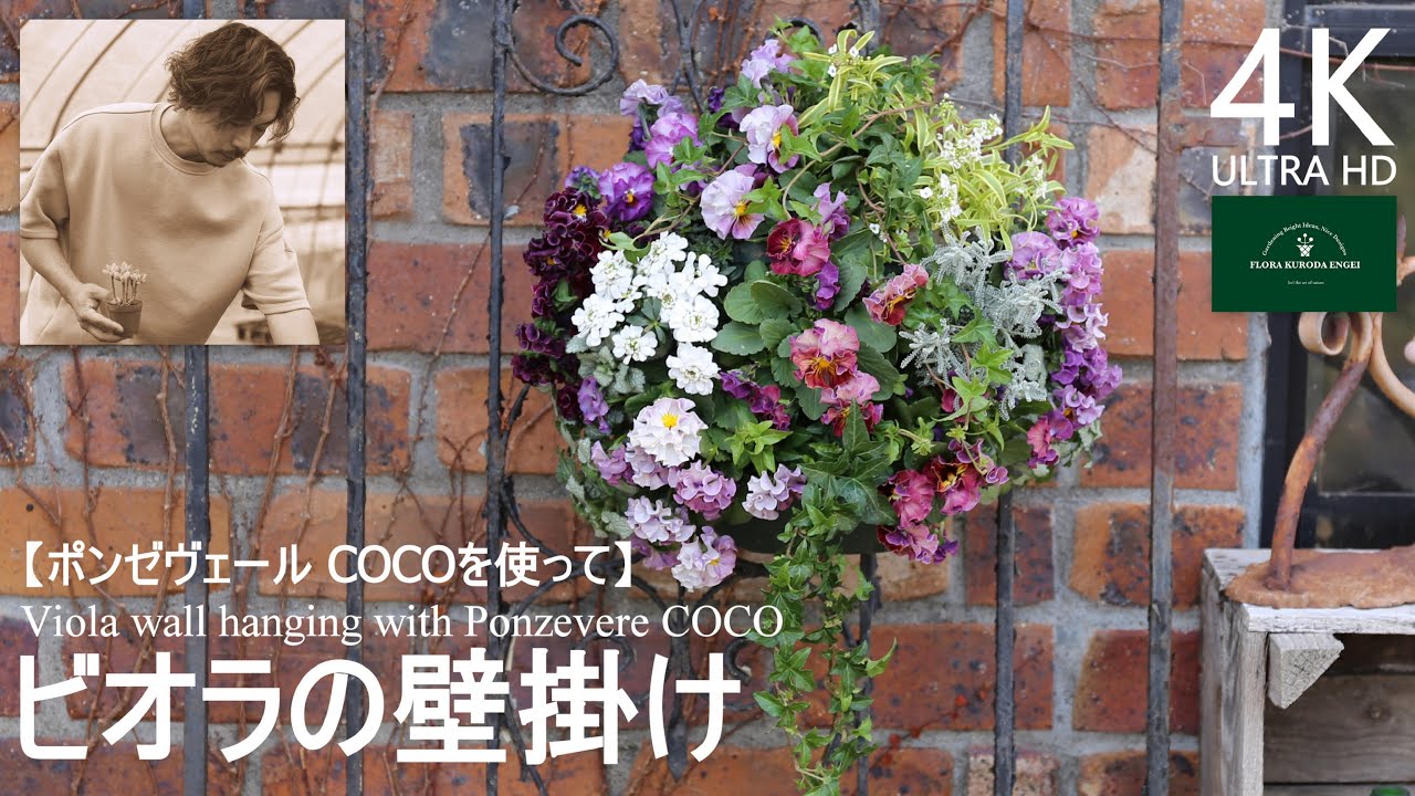 ビオラの壁掛け／'ポンゼヴェール COCO' ハンギング寄せ植え【冬のガーデニング】-フローラ黒田園芸- mixed planting/ Winter gardening 4K ULTRA HD