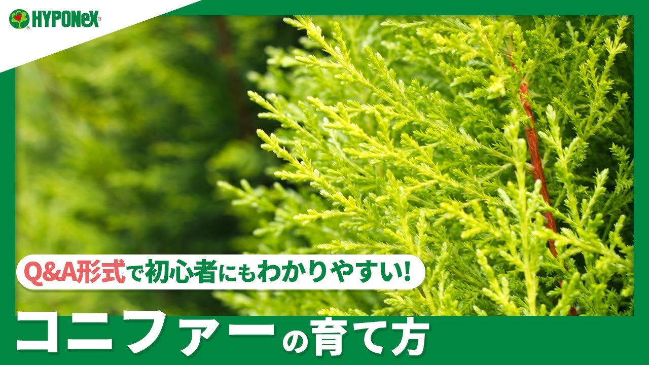 ☘134：【Q&A】コニファーの育て方｜剪定は必要？水やりや肥料など日々の管理もご紹介 【PlantiaQ&A】植物の情報、育て方をQ&A形式でご紹介