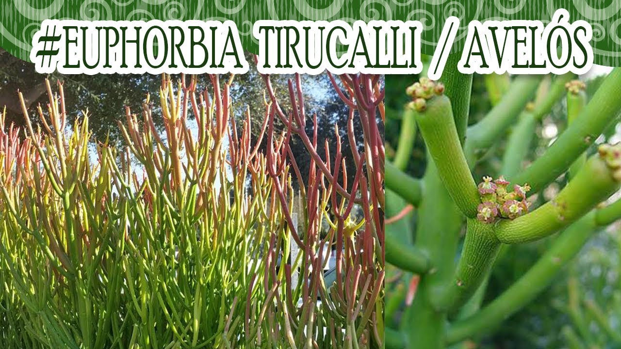 #Suculentadodia! | Euphorbia Tirucalli / Avelós