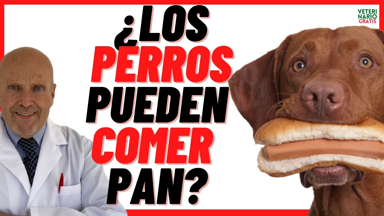 🟠 &iquest;LOS PERROS PUEDEN COMER PAN ? 🟠 🍞 🥖 El pan es Bueno o Malo para los Perros