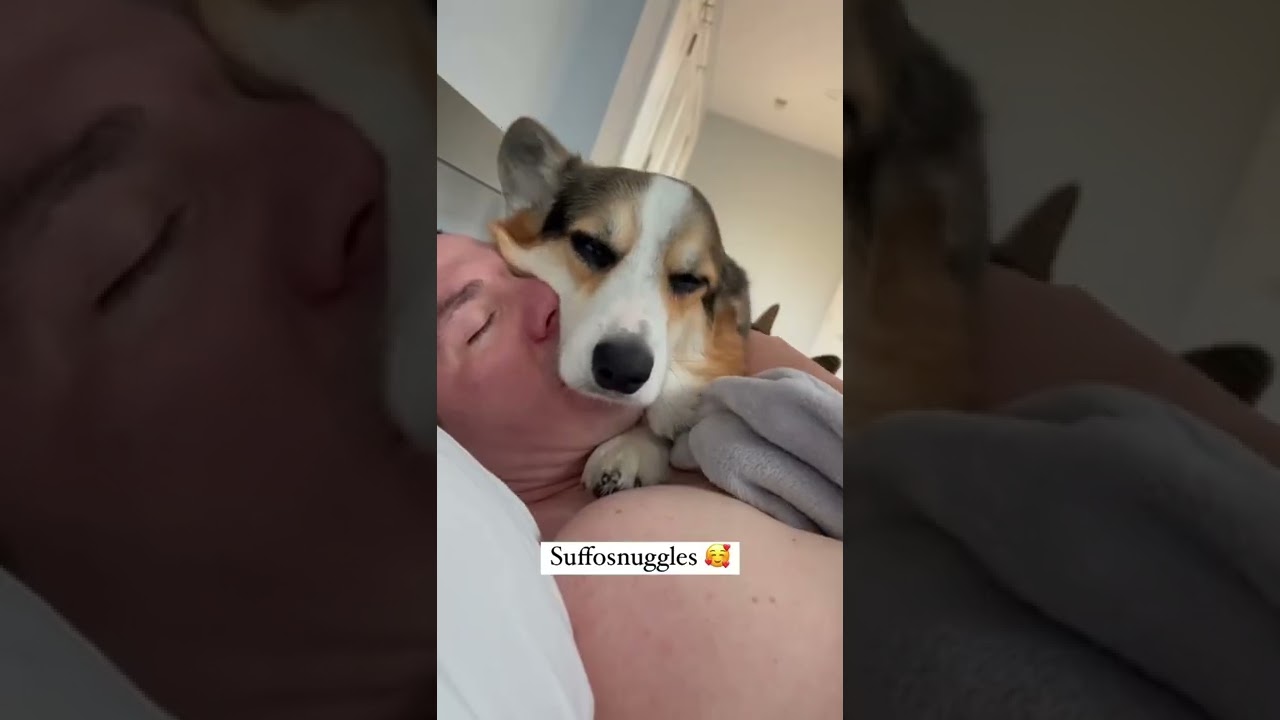 Morning Cuddles with our Sleepy Corgis 🥰 #corgi #shorts #dogshorts